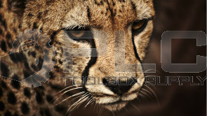 TEST 123456